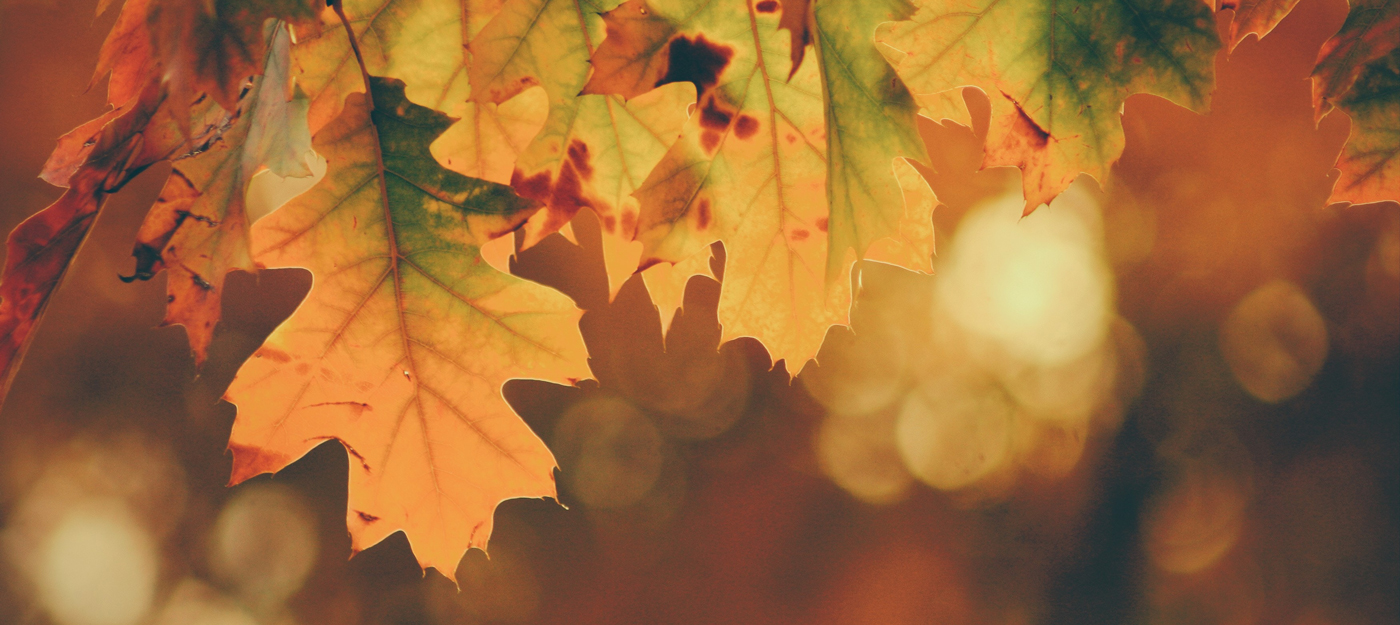 Fall leaves changing